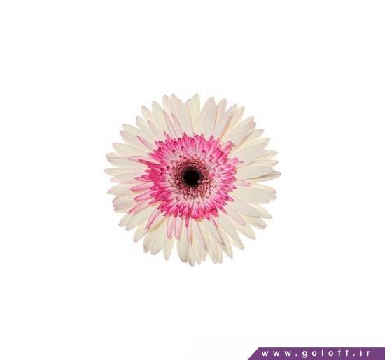 نمایشگاه اینترنتی گل - گل ژربرا بایادر - Gerbera | گل آف